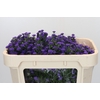 Aster Baby Parade