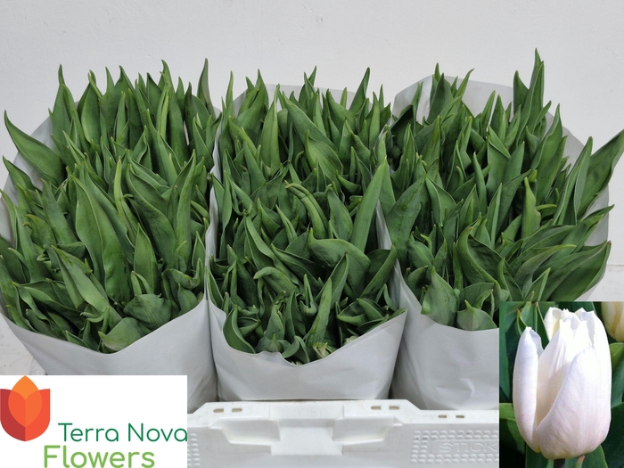 <h4>TU EN WHITE PRINCE</h4>