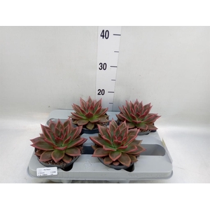 Echeveria   ...