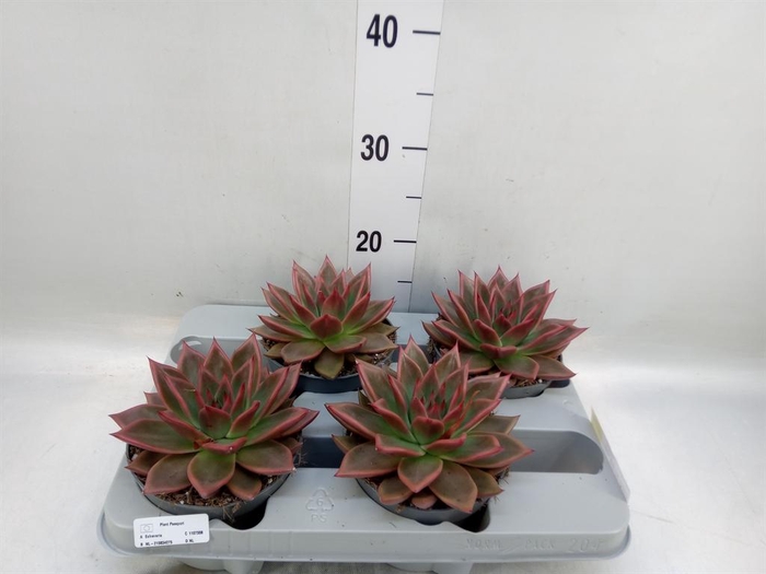 <h4>Echeveria ...</h4>