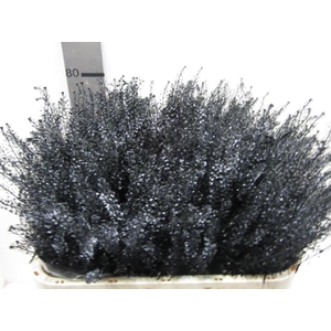 Lepidium Zwart