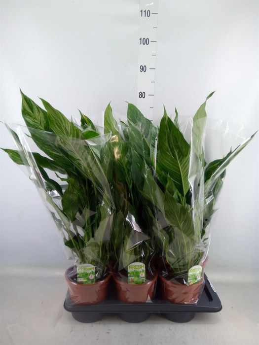 <h4>Spathiphyllum  'Diamond'</h4>