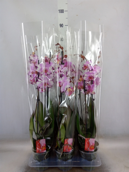 <h4>Phalaenopsis  'FC Magic Art'</h4>