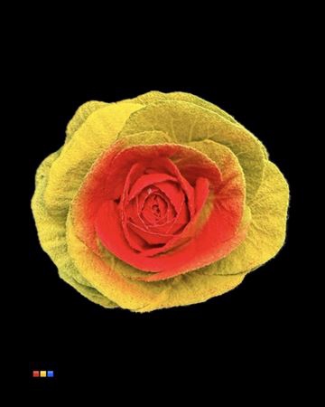 <h4>Brassica Powder Yellow - Red</h4>