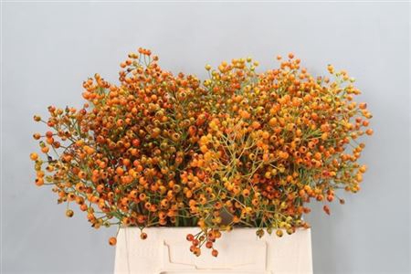 <h4>Rozenbottel Prinsberry Orange Rosa</h4>