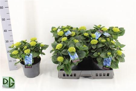 <h4>Hydr M Anda Blue 6-8</h4>