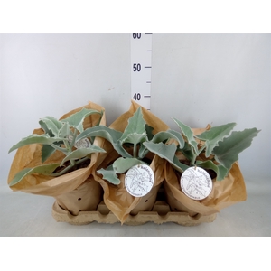 Kalanchoe NF beharensis