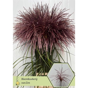 Miscanthus Rotfeder