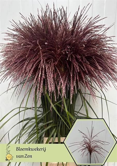 <h4>Miscanthus Rotfeder</h4>
