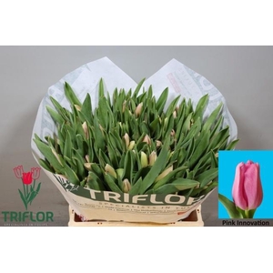 TU EN PIN INNOVATION