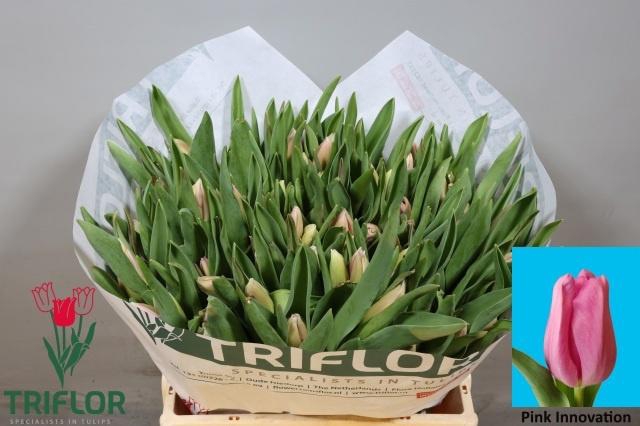 <h4>TU EN PIN INNOVATION</h4>