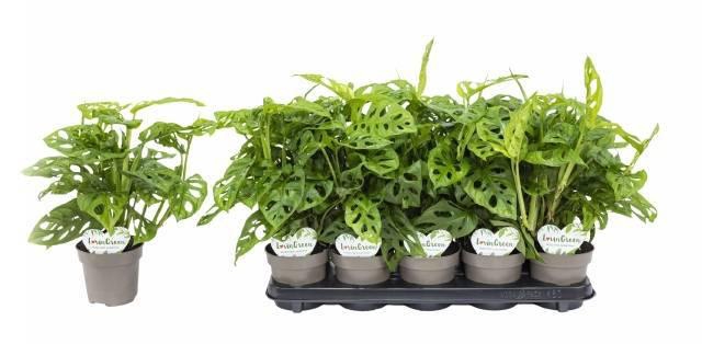 <h4>MONSTERA ADANSONII</h4>