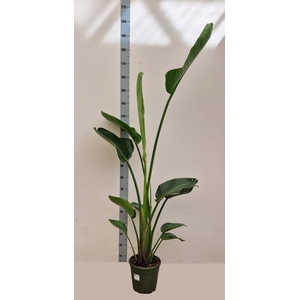STRELITZIA ALBA