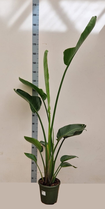<h4>STRELITZIA ALBA</h4>