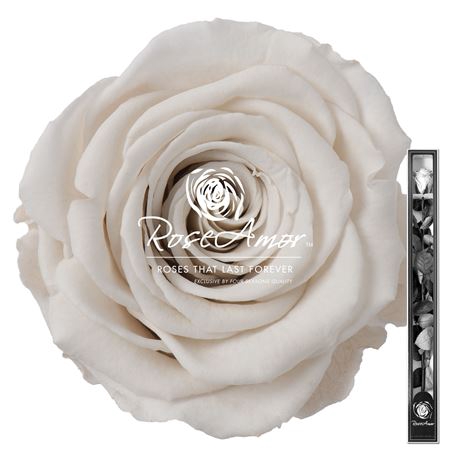 <h4>60cm Stem Whi04</h4>