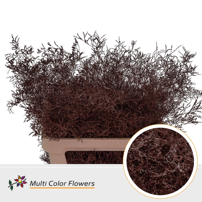 <h4>Limonium Beltlaard Bordeaux</h4>