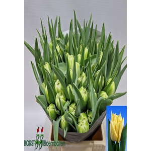 Tulipa do avant garde