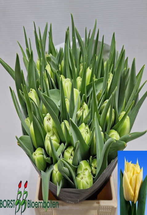 <h4>Tulipa do avant garde</h4>