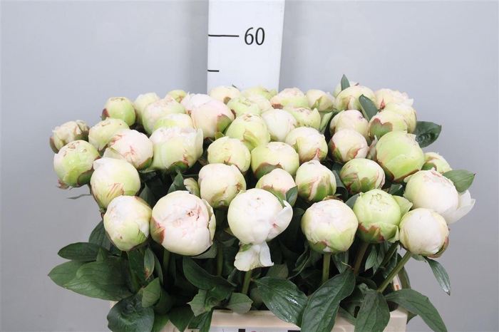 <h4>Paeo L Bowl Of Cream</h4>