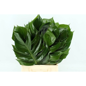 Monstera blad