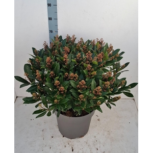 Rubella 35 cm 75+ bloem
