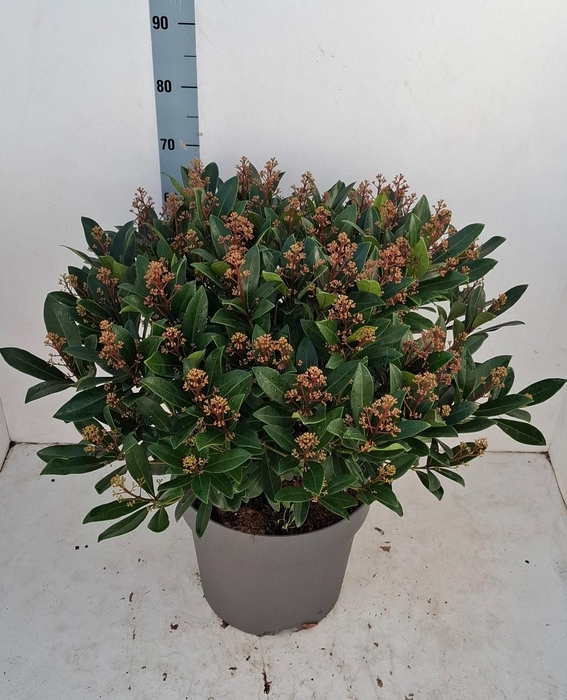<h4>Rubella 35 cm 75+ bloem</h4>