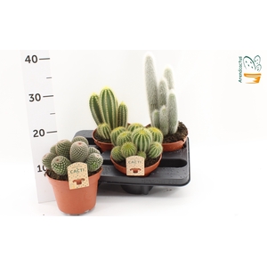 CACTUS GEM