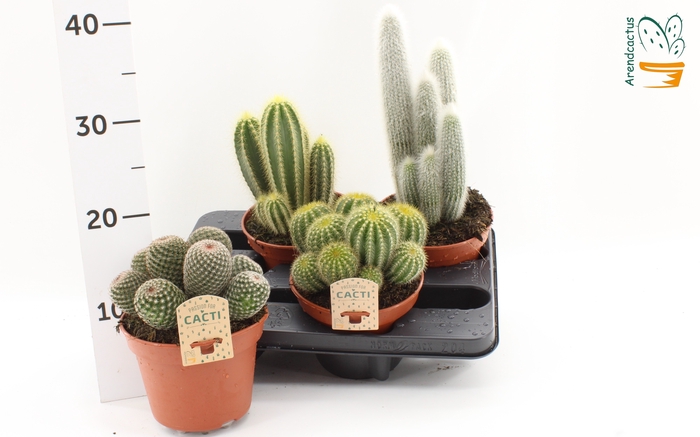 <h4>CACTUS GEM</h4>