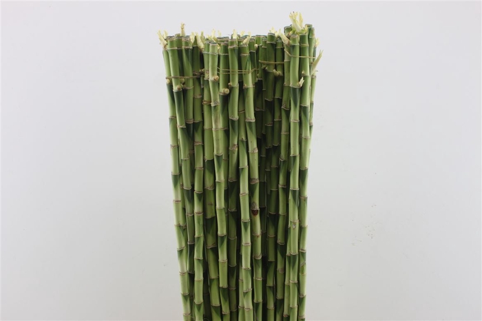 <h4>Drac. Bamboo Strait 80cm</h4>