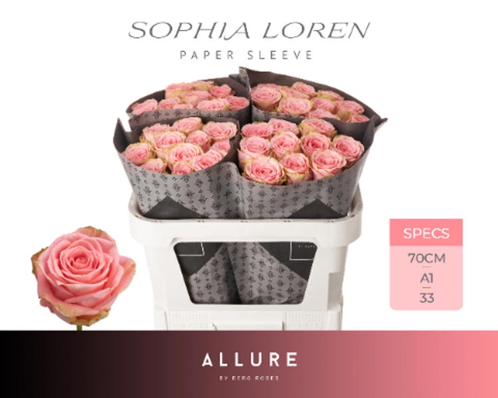 <h4>R Gr Sophia Loren Allure Berg X50</h4>