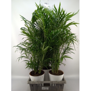 Chamaedorea cataractarum