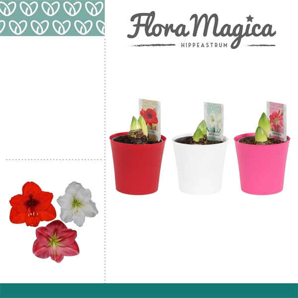 <h4>Hippeastrum Mix 2 Knop Plastic ompot Linge</h4>