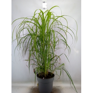 Miscanthus sin.