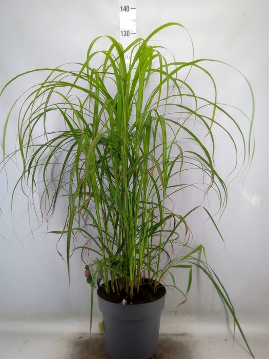 <h4>Miscanthus sin.</h4>