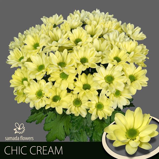 CHR T CHIC CREAM
