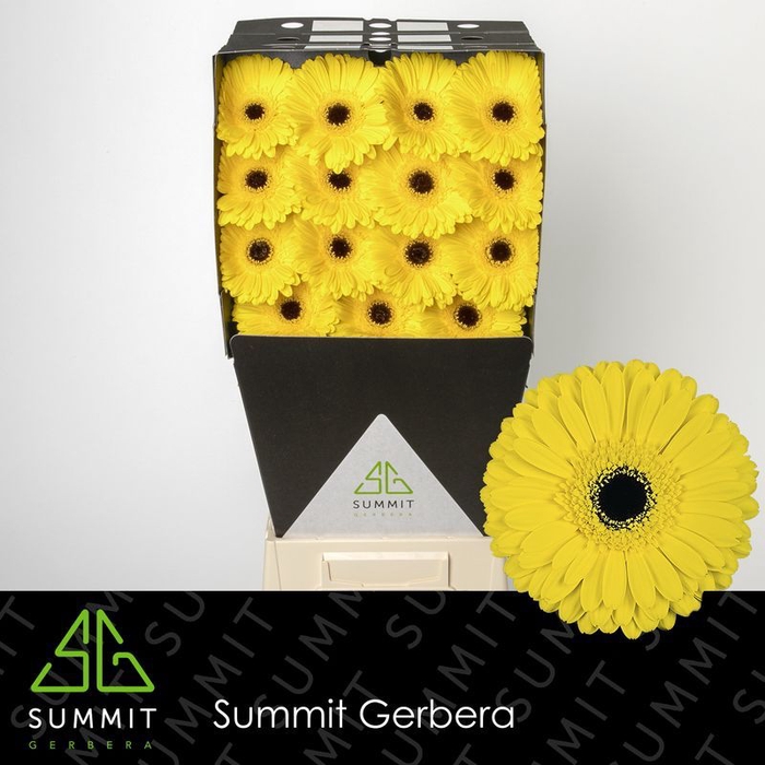 <h4>Gerbera Don Leo Diamond</h4>