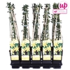 Jasminum nudiflorum P15 - Upclimbers
