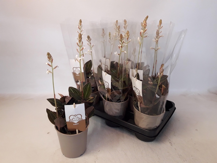 <h4>LUD DISCOLOR</h4>