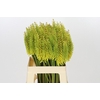 Kniphofia Sunningdale Yellow