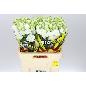 Eust Du Allisa Pure White Ex