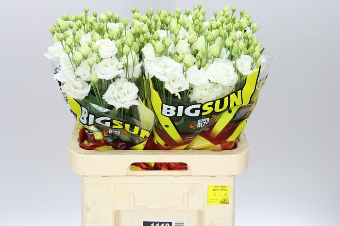<h4>Eust Du Allisa Pure White Ex</h4>