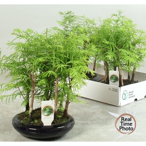 BONSAI OV