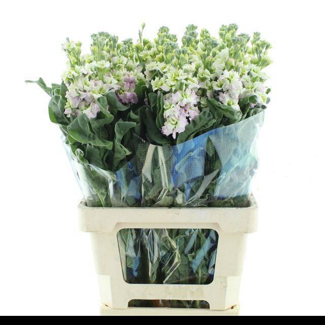 <h4>MATTH IRON PINK</h4>