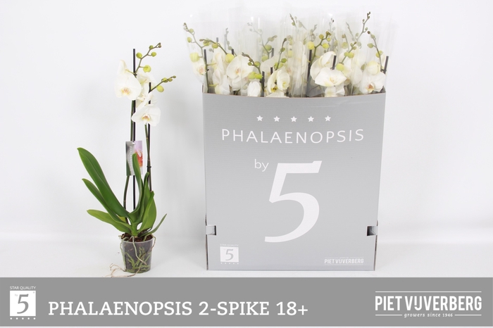 <h4>PHAL OV WIT</h4>