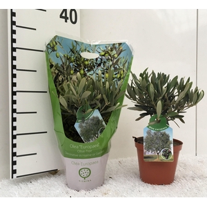 Olea europaea mini-stem carry-bag sleeve