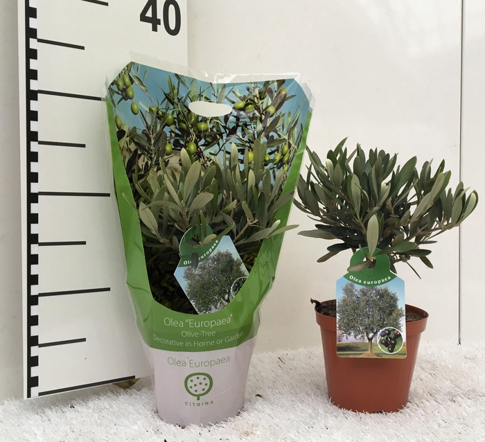 <h4>Olea europaea mini-stem carry-bag sleeve</h4>