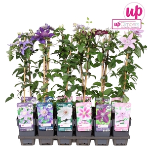 Clematis mix tray value P12