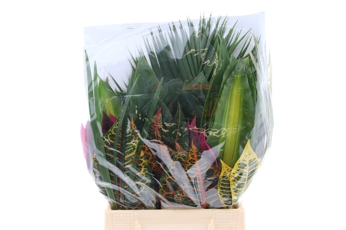 <h4>Tropical Leaf Mix 100 Leafs</h4>