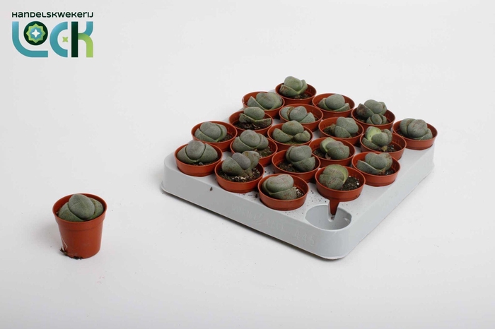 <h4>Pleiospilos nelii</h4>