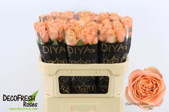 <h4>R Gr Charming Reeva</h4>